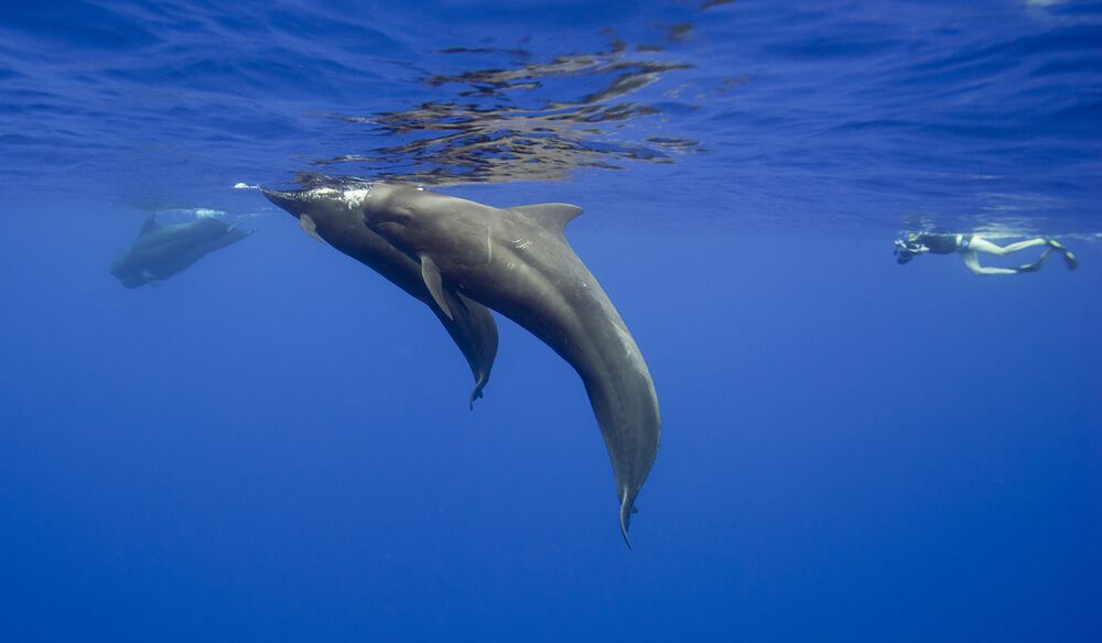 Woman diving in Mauritius with a whale - best activity for tourists