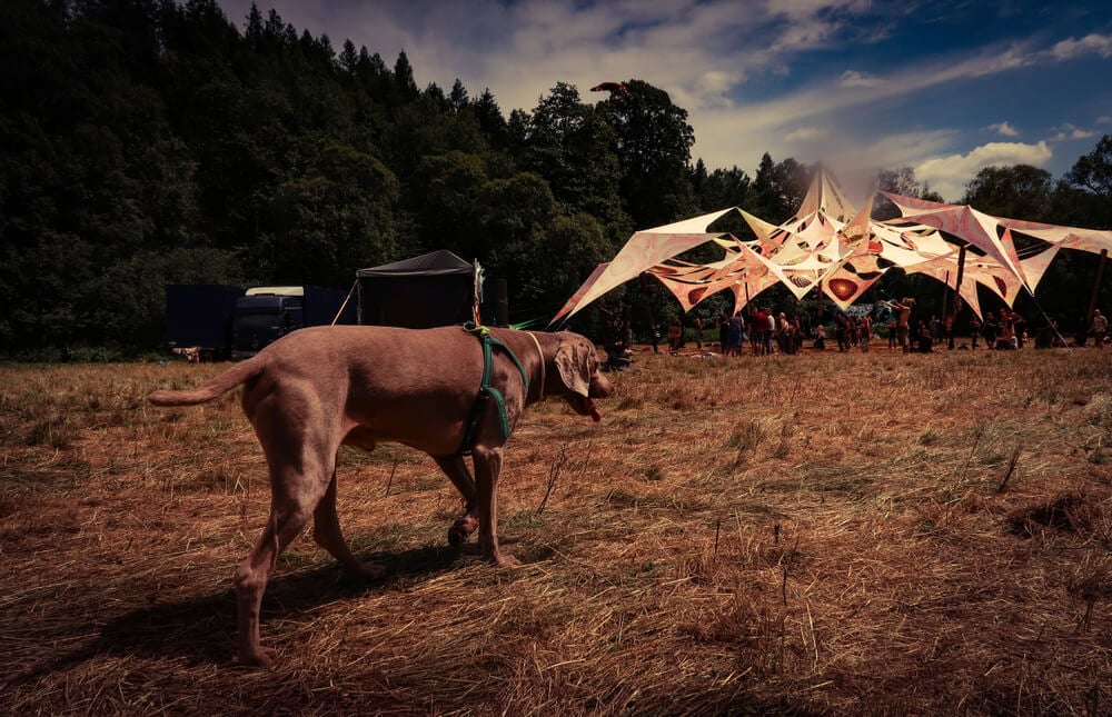 A dog at a pstrance party - cool thing to do in Mauritius