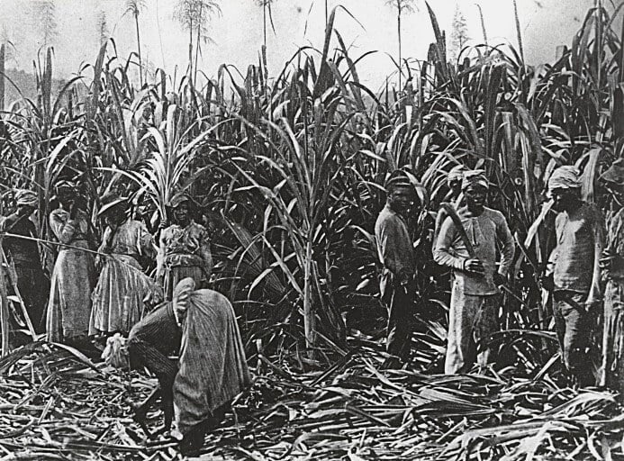 A historical photo of Mauritius indentured labourers