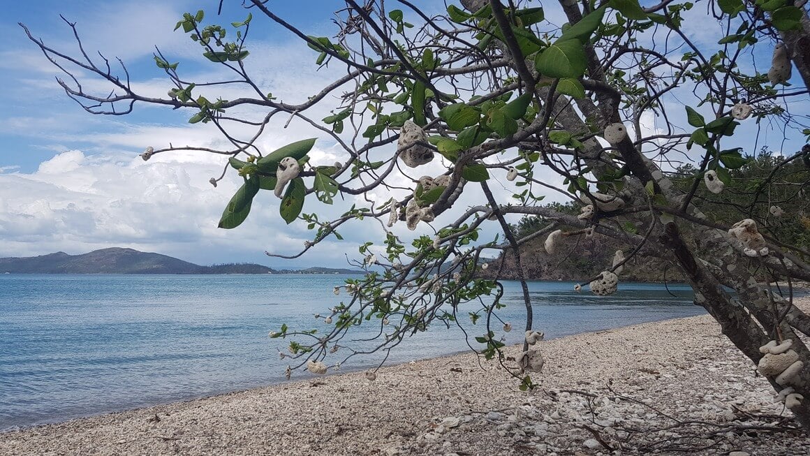 Tree on beach in front of the sea with pieces of coral hanging from the branches