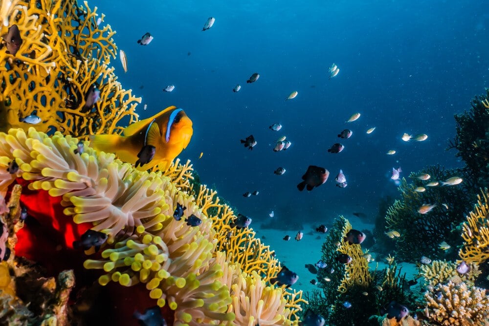 Fishes and coral reef at an Eilat dive site