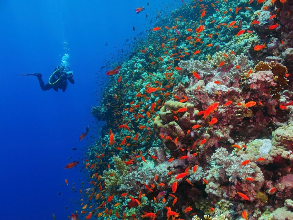 Colourful red fishes while scuba diving in Eilat, Israel