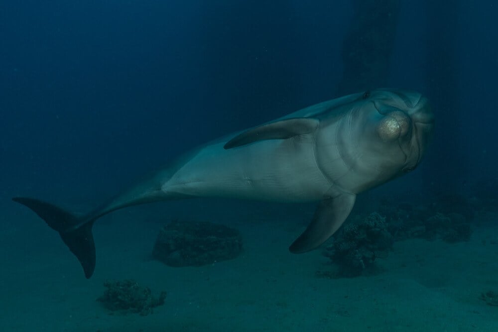 Diving and swimming with a dolphin a Eilat's top tourist attraction