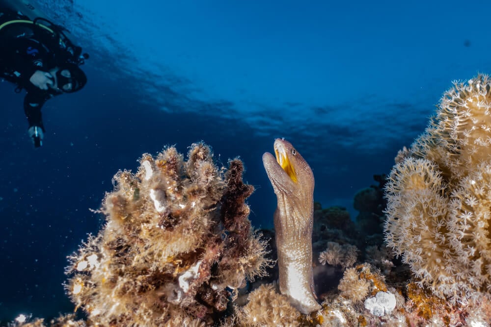 Moray eel inside rocks at an Israeli diving site