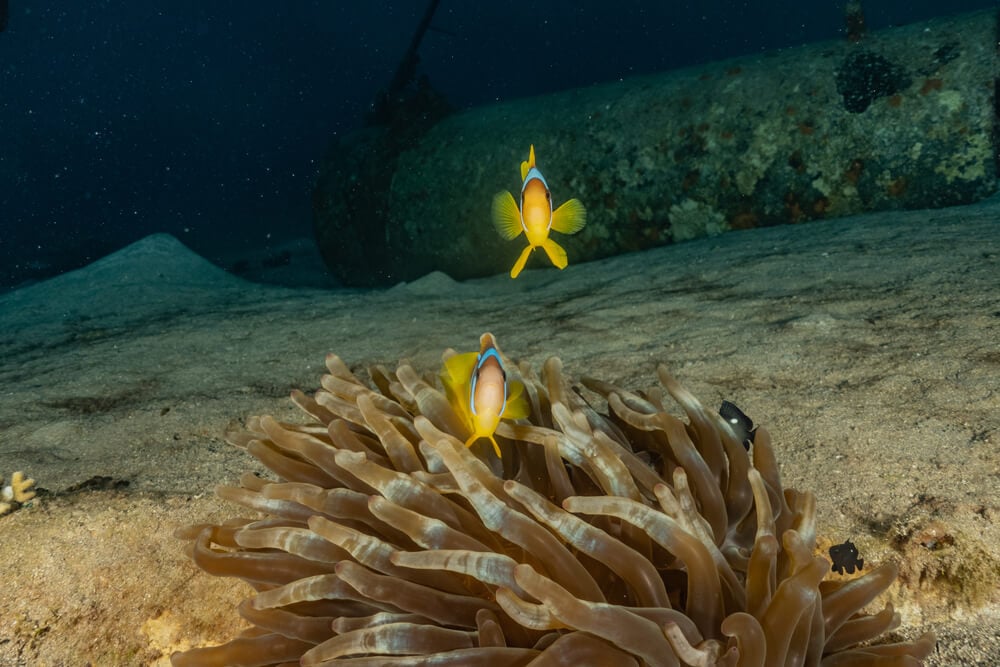 Photo of fish and anemone while scuba diving in Eilat