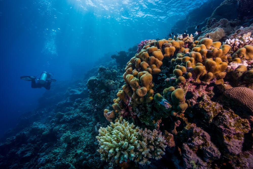 Paradise - best dive site in Eilat, Israel, for lovers of coral