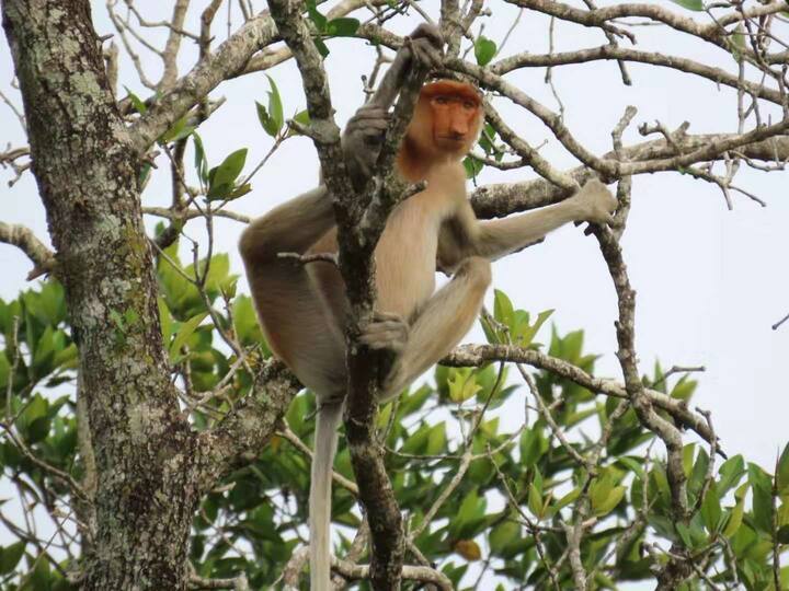 Kota Kinabalu proboscis monkey