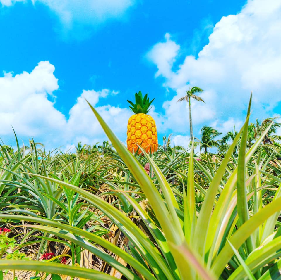 Nago Pineapple Park, Okinawa