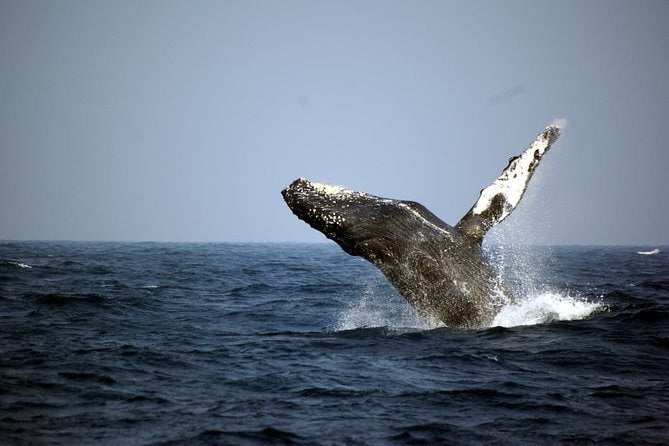 Whale Watching