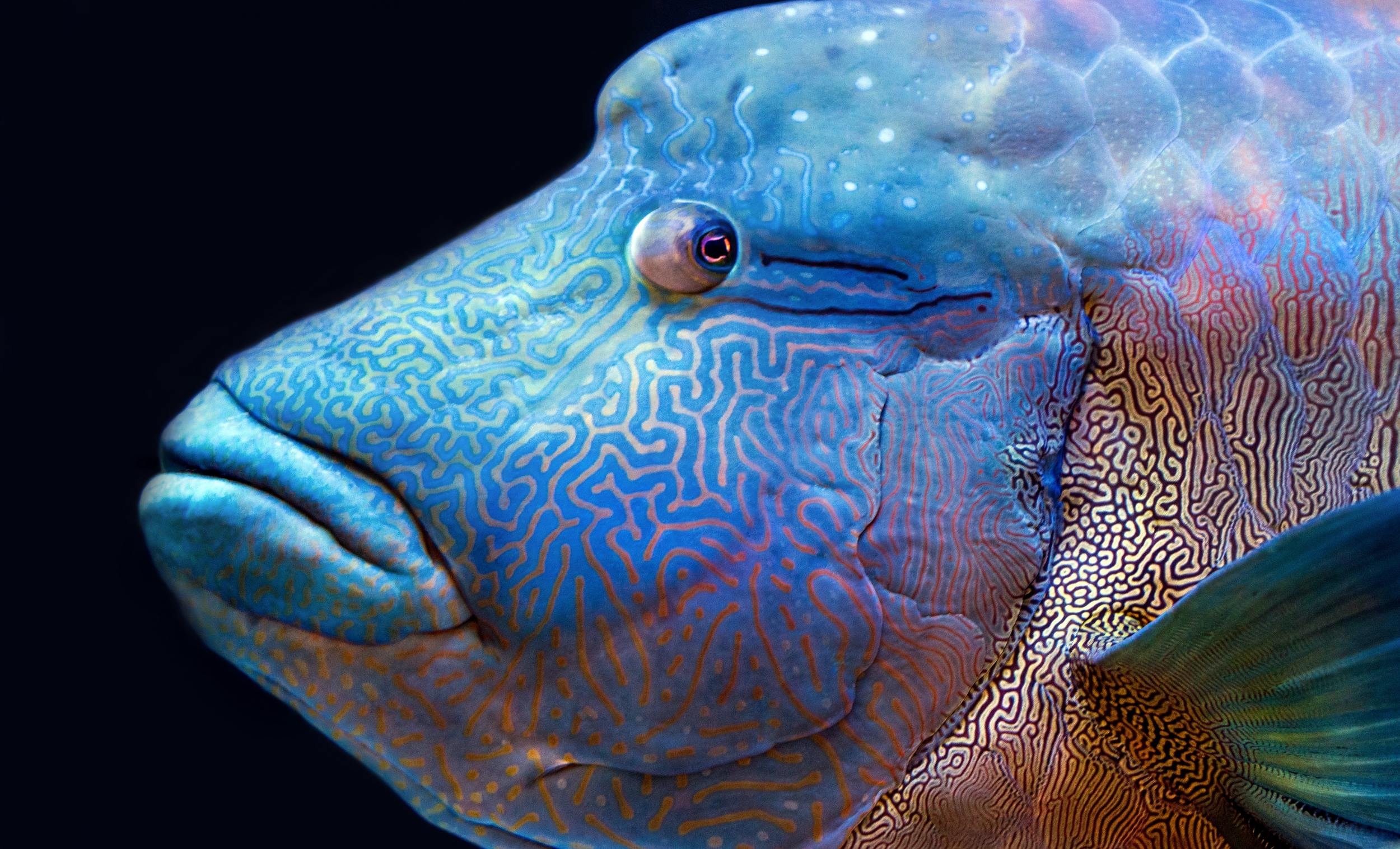 Cairns aquarium