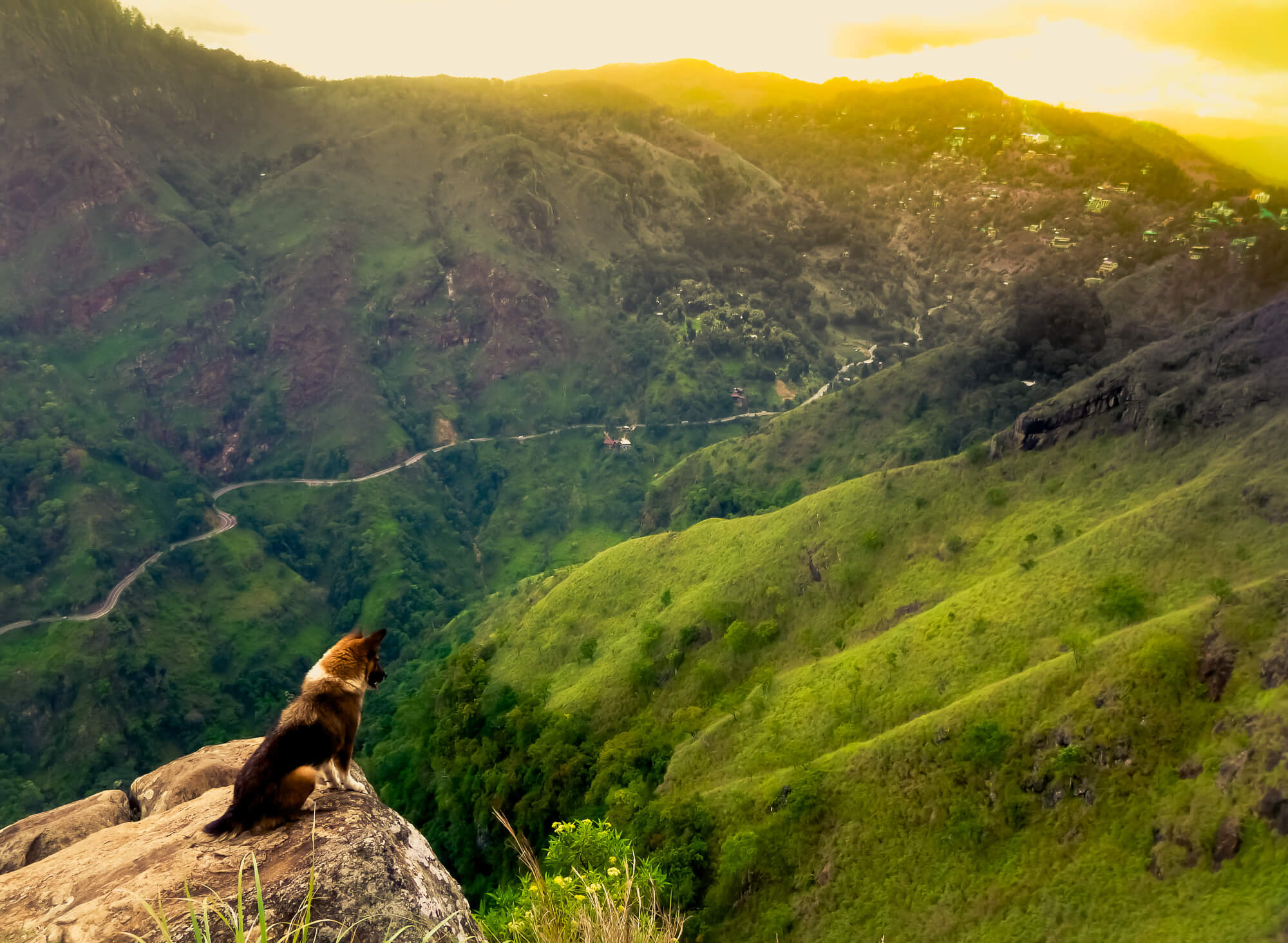 a dog overlooking a mountain range and valley in Ella, Sri Lanka