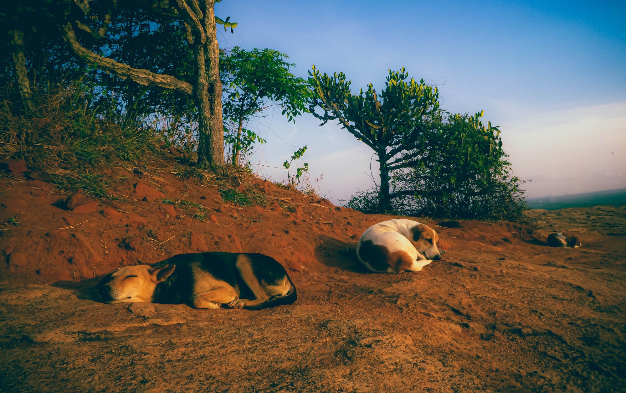 cute dogs sleeping. sri lanka