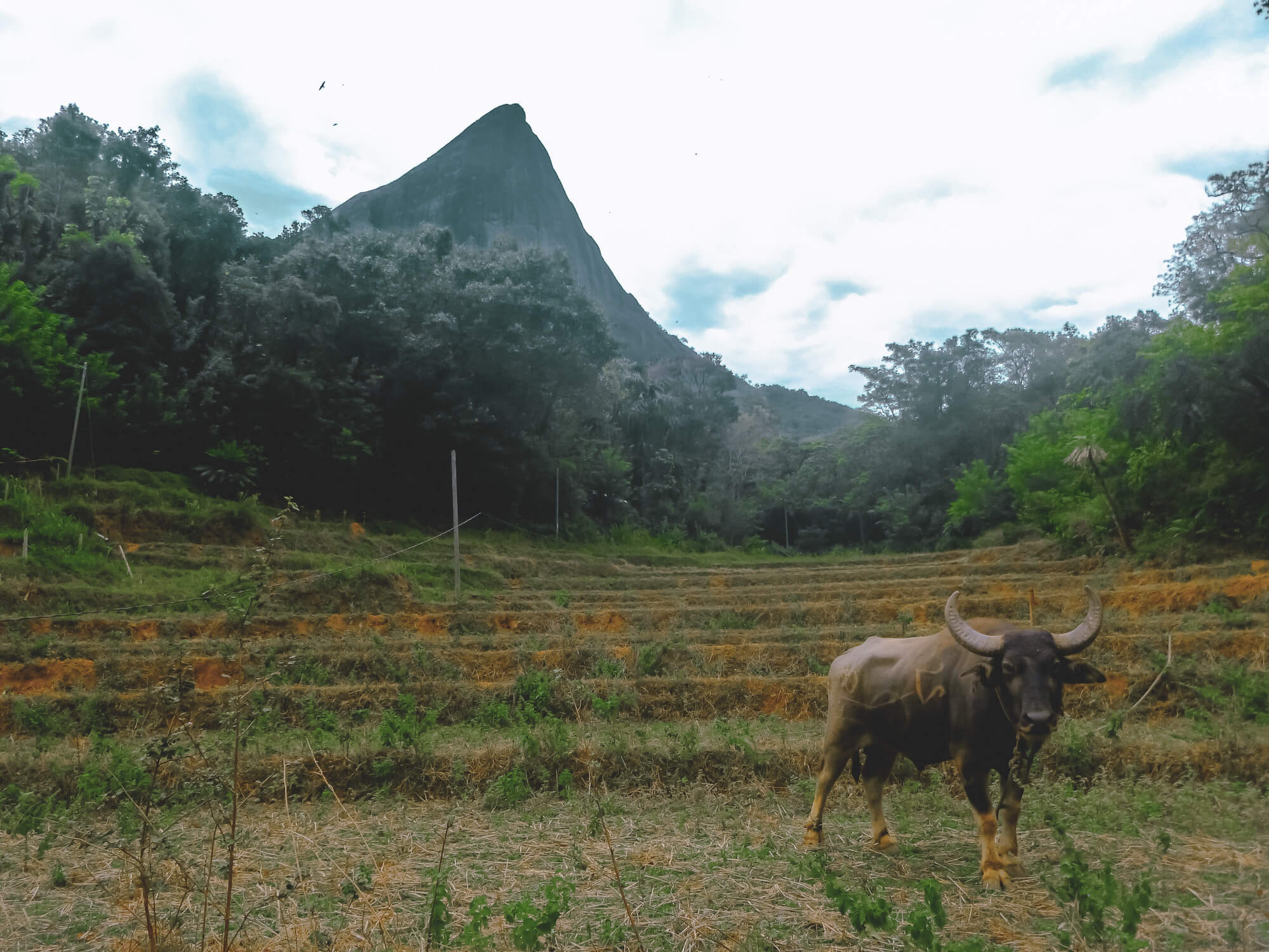 An angry buffalo stares menacingly at a holidayer in Sri Lanka visiting Meemure on their itinerary