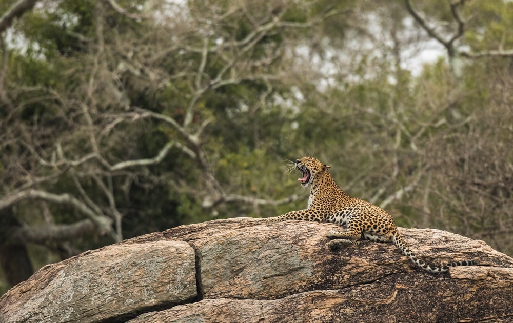 Sightseeing Sri Lanka's wildlife from a safari in Yala National Park