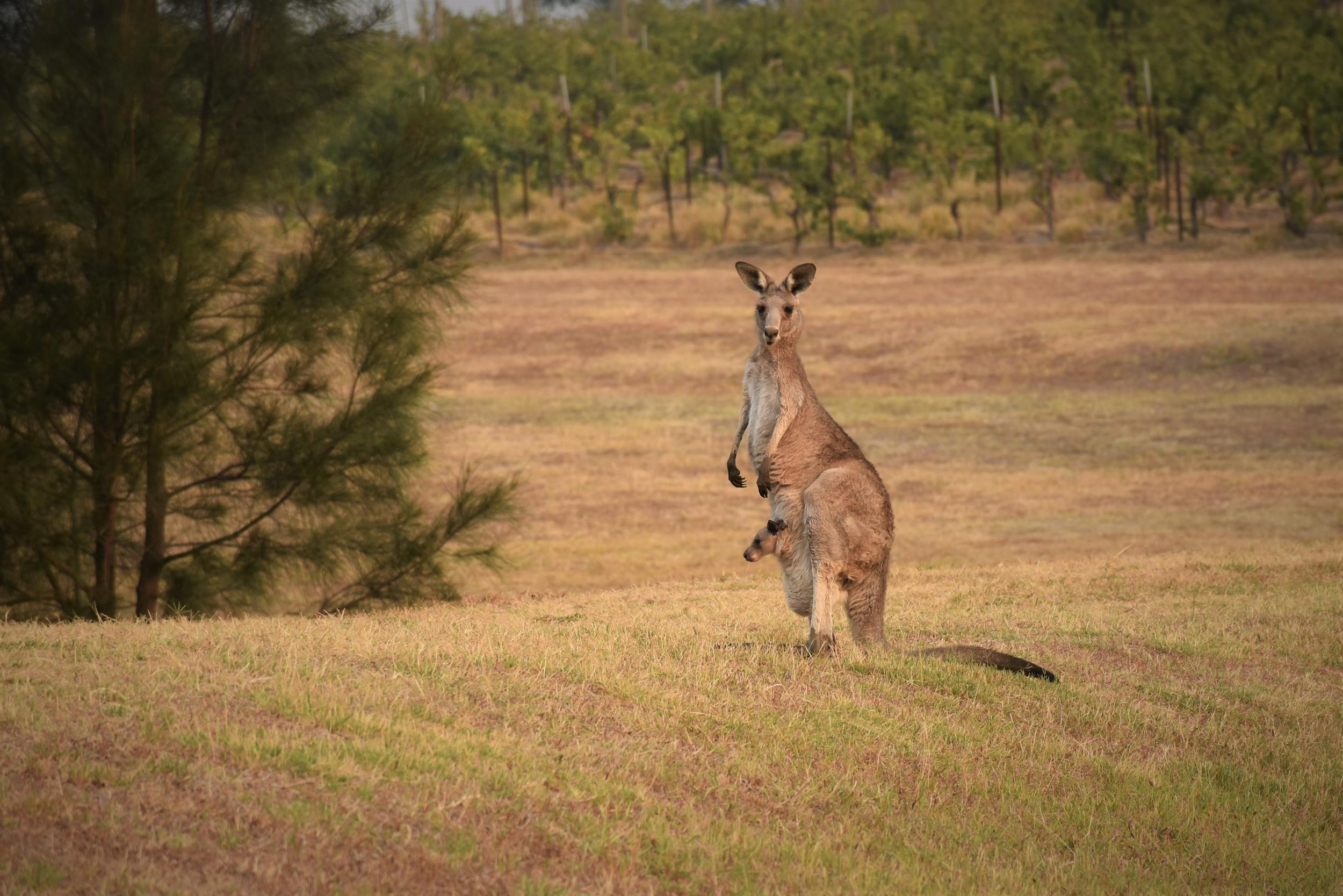 Kangaaaaarooooooos