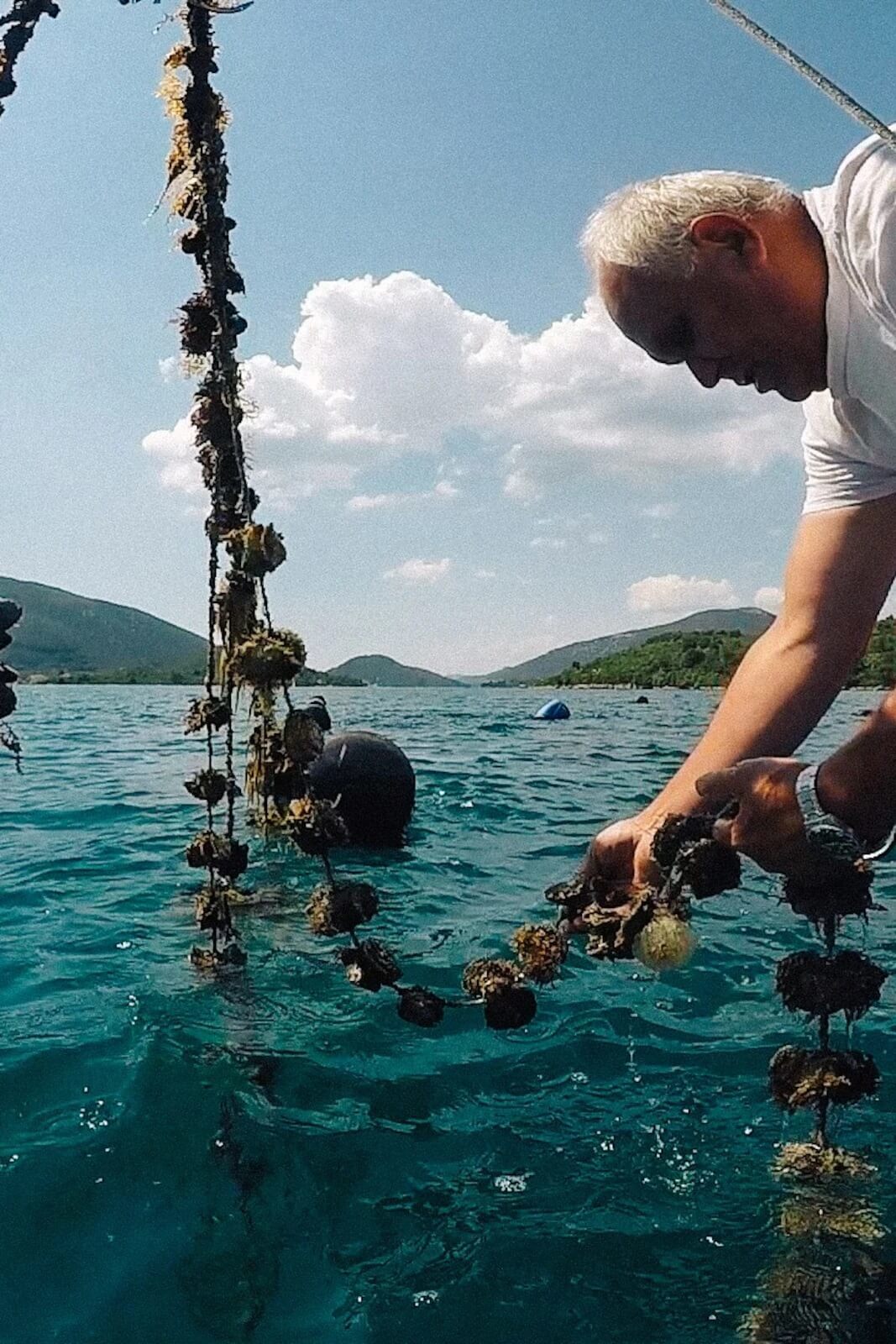 oyster farm in bluff on the south island of new zealand