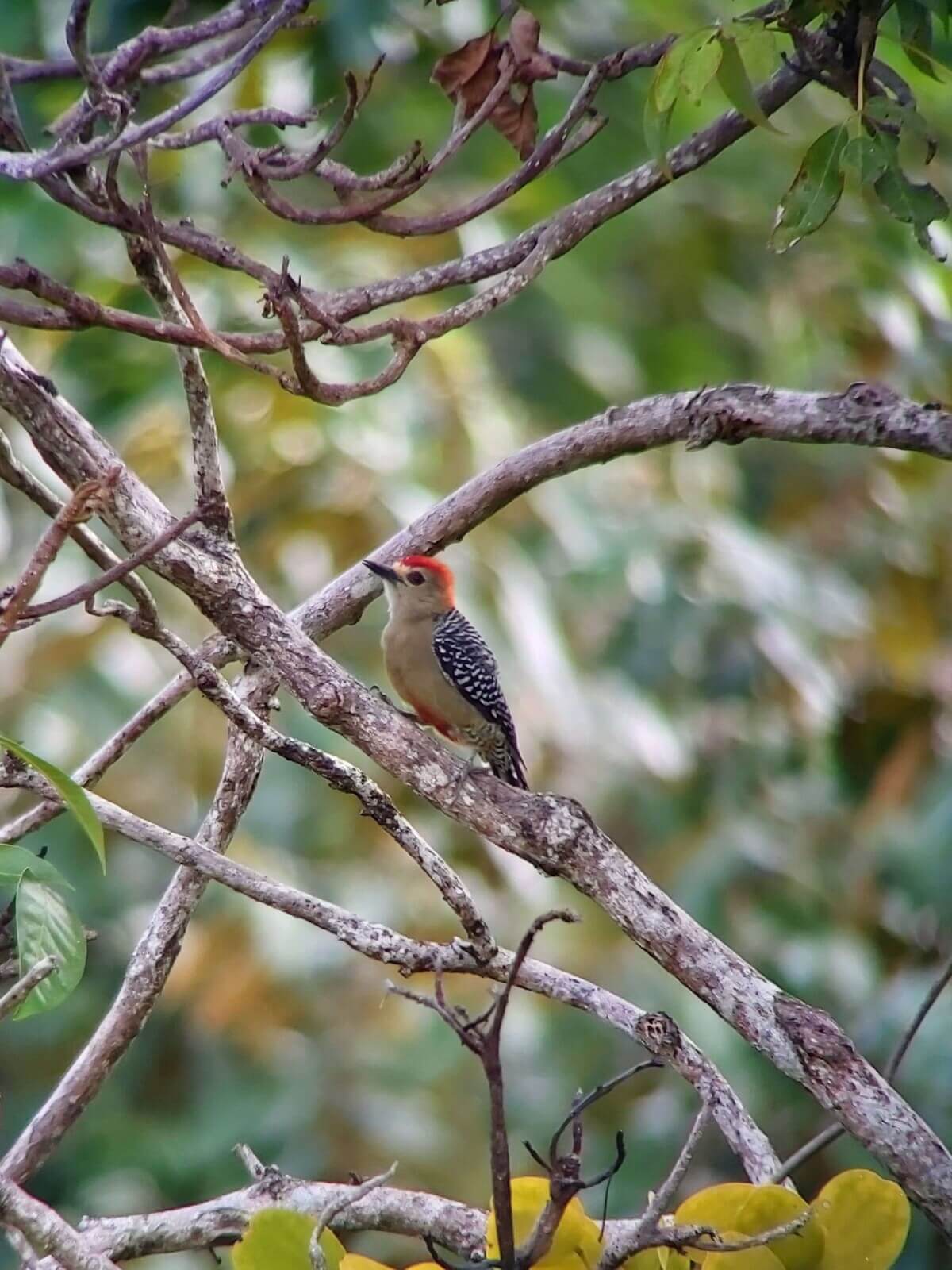 see the birds of Manuel Antonio