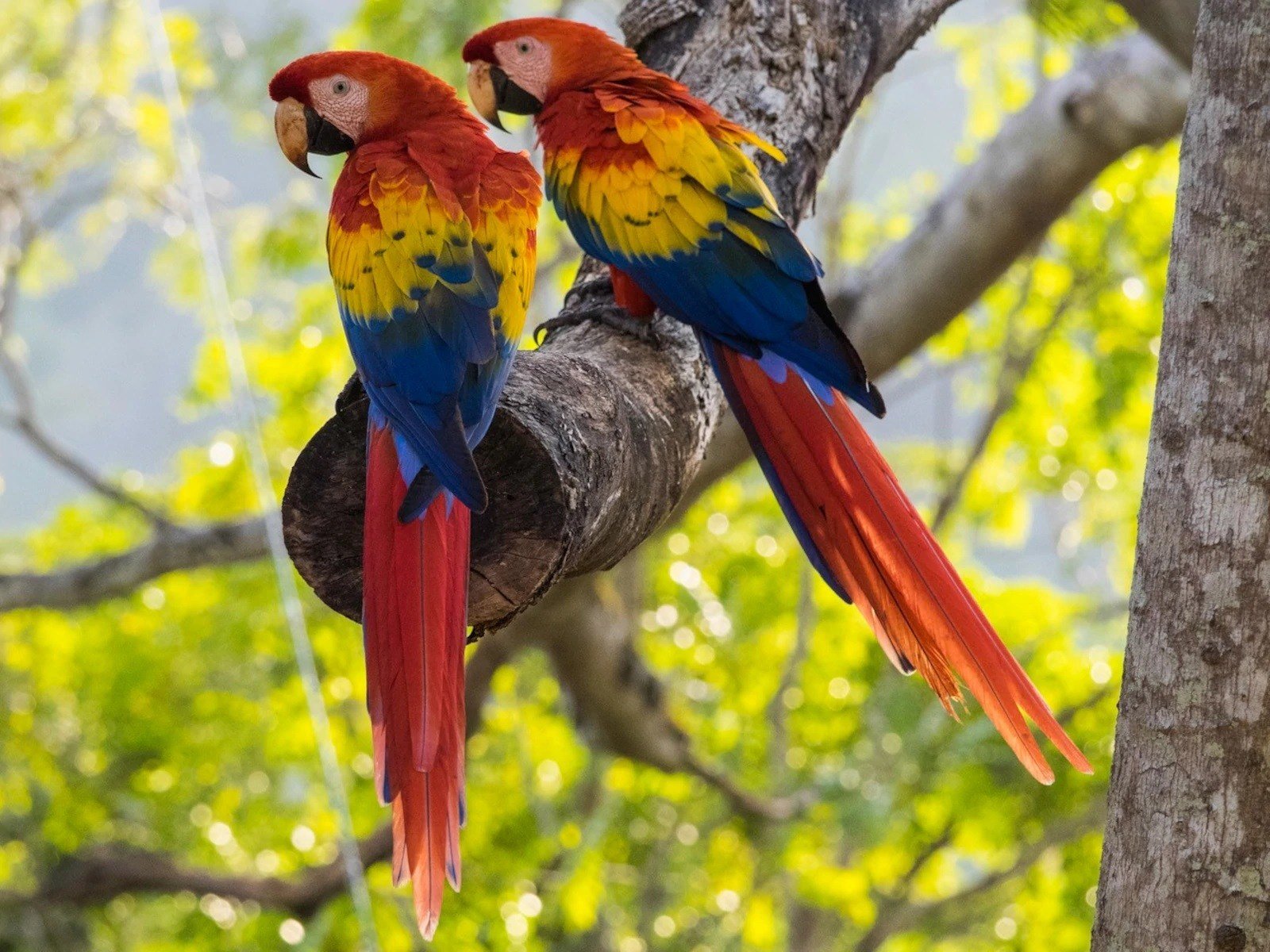 wild macaws