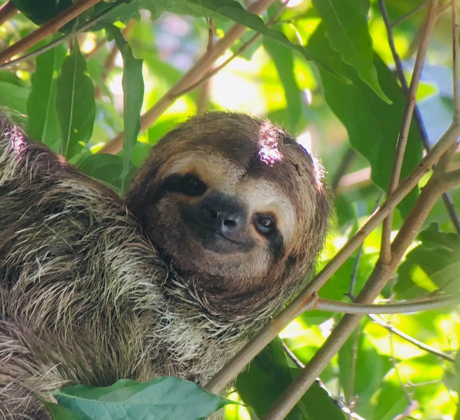 A sloth photographed during a wildlife tour in Costa Rica