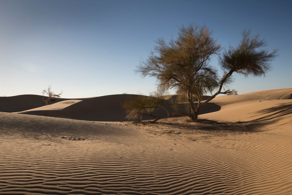 Imperial Sand Dunes