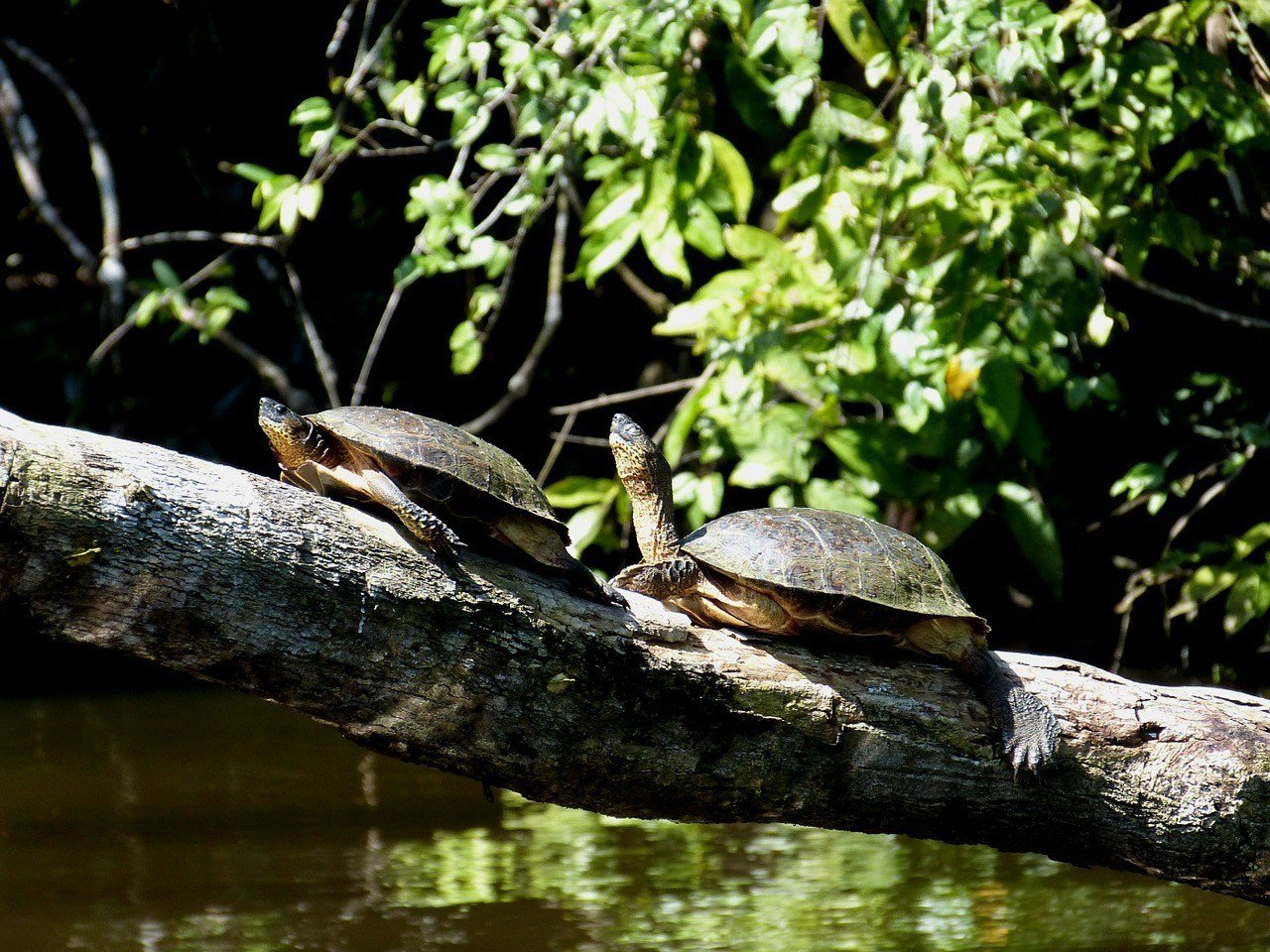 Tortuguero National Park, Costa Rica