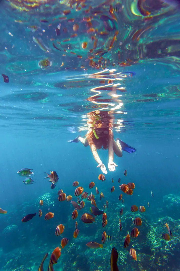 Waikiki Beach snorkelling session