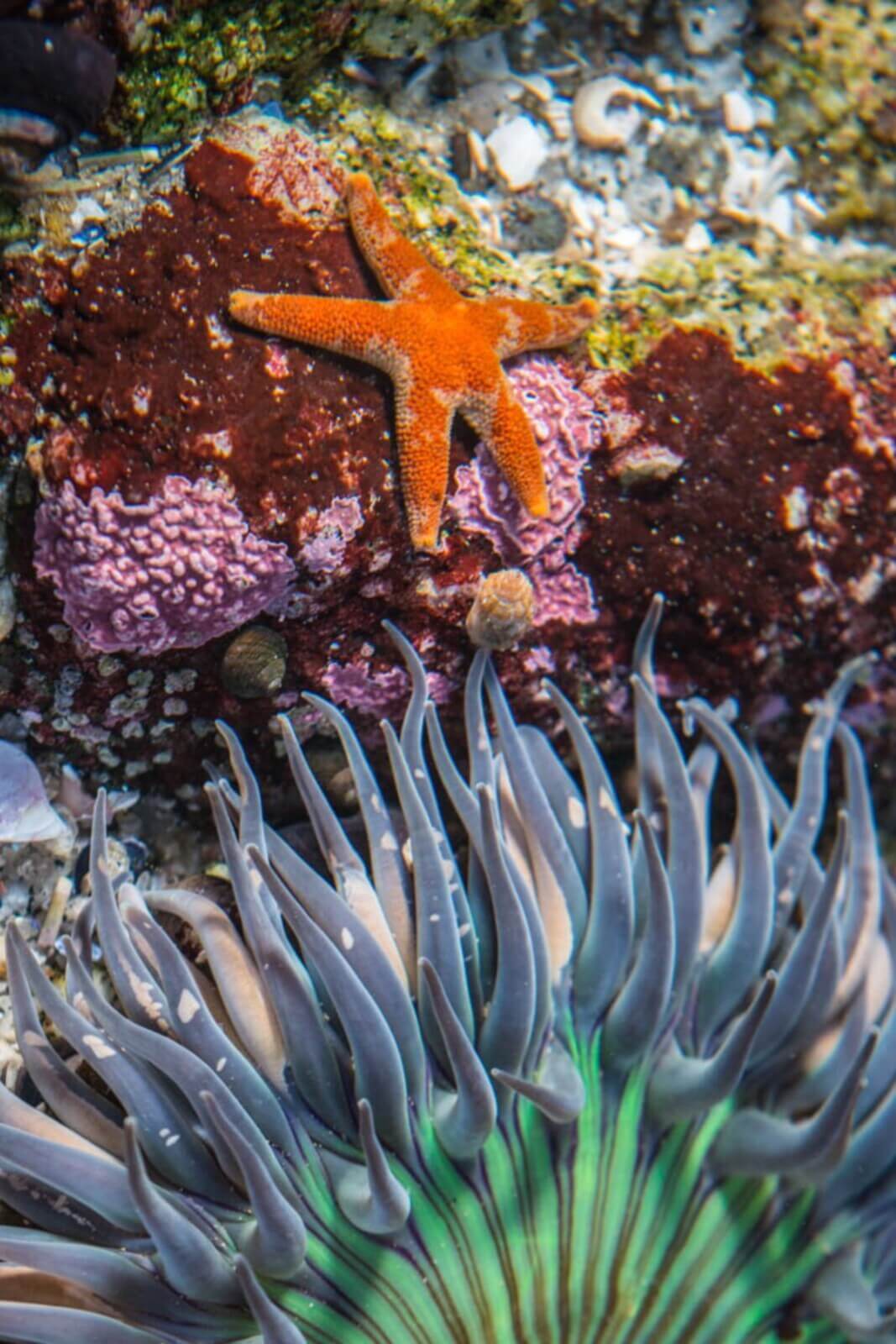 what's in the tidepools, California