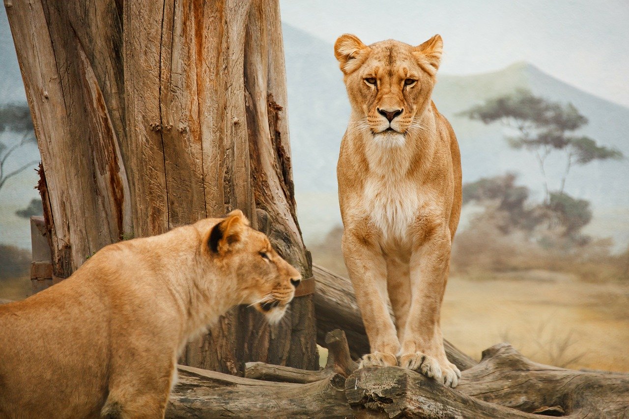 Lionesess seen during a safari in an African destination