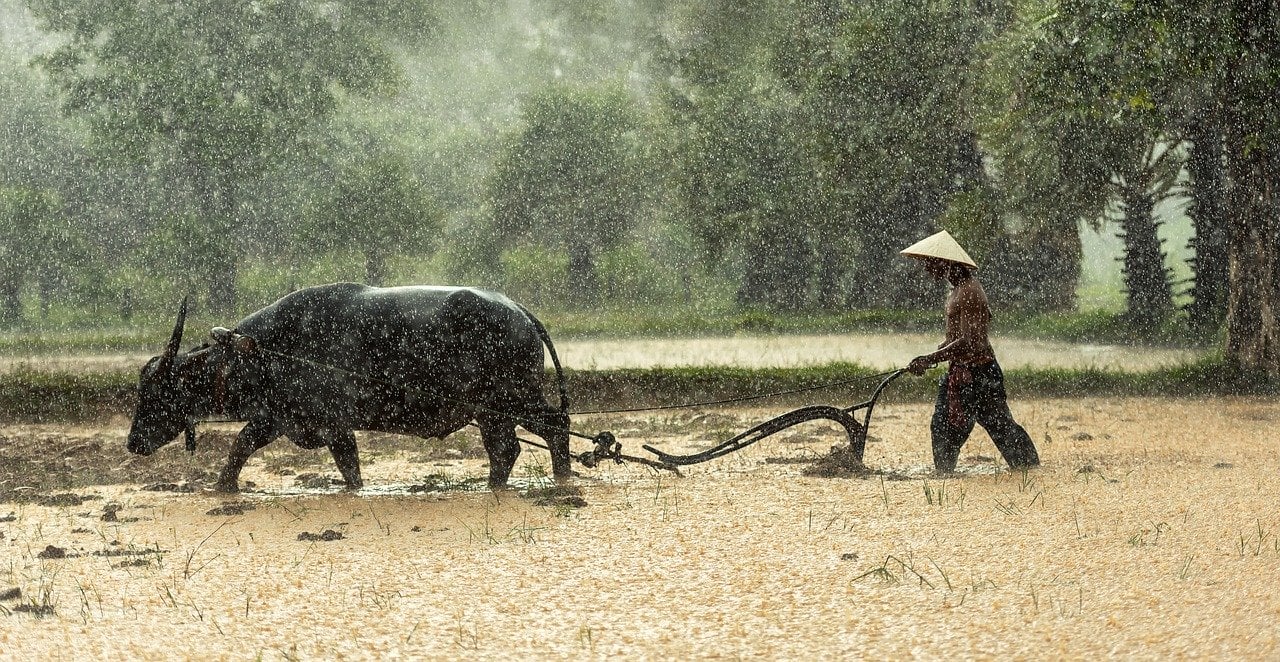 A Vietnamese farmer drives a buffalo in beautiful Vietnam.