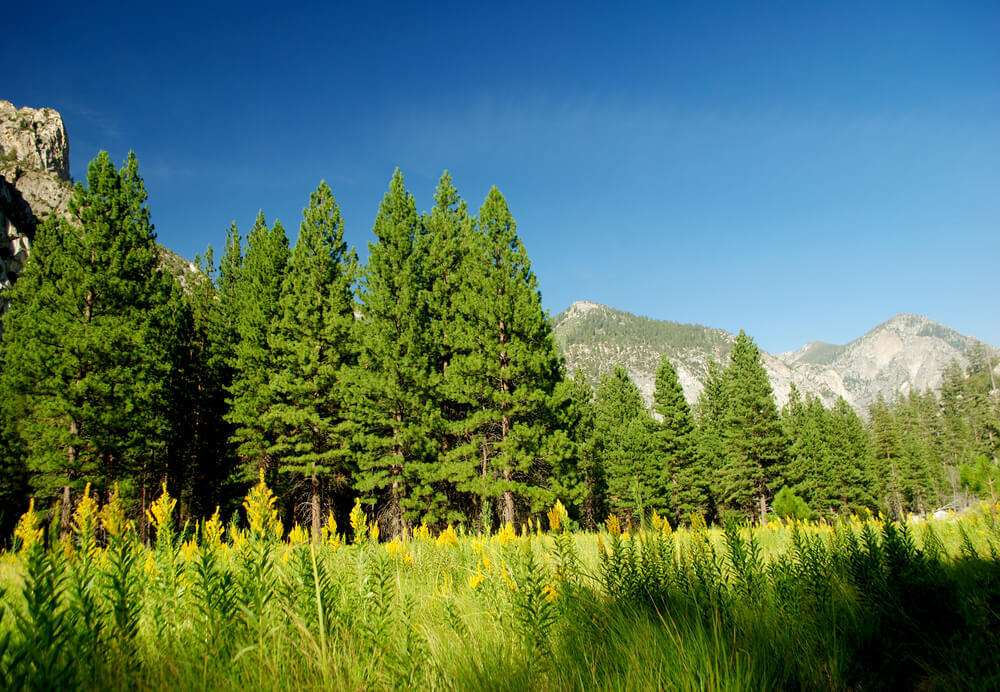 Tulare, Sequoia National Park