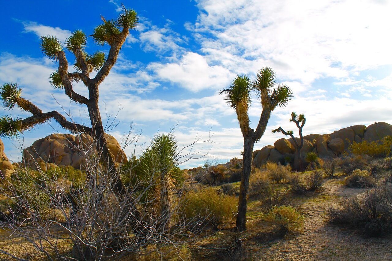 Twentynine Palms, Joshua Tree National Park