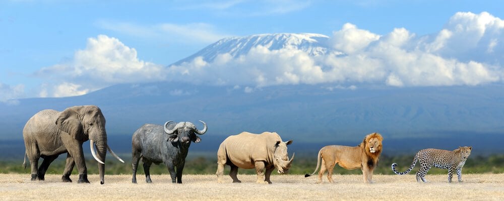 Africa's Big Five trophy animals seen from a safari