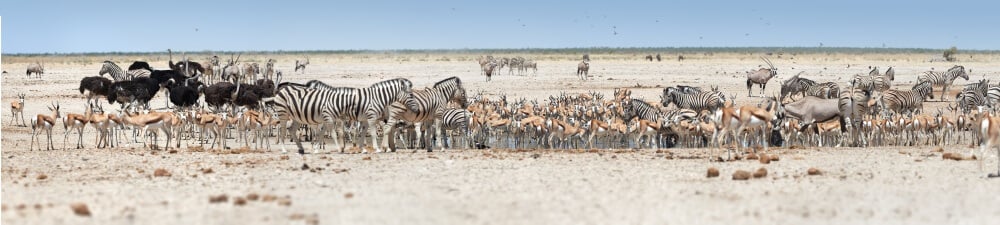 A crowded waterhole photographed from a wildlife safari in Namibia, Africa