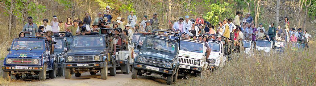 A crowded safari convoy stopped in Kanha National Park - wildlife tourism in India