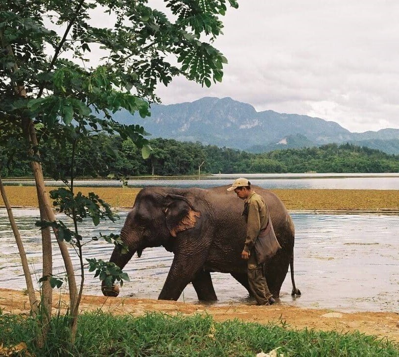 A mahout working in the elephant tourism industry in Laos