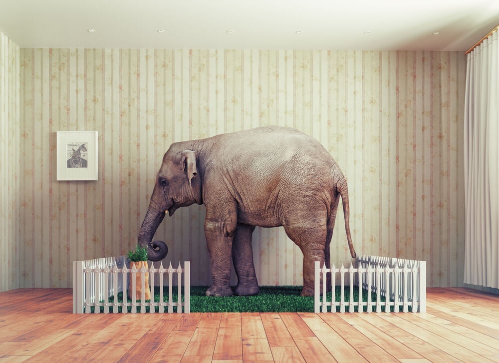 An elephant serving as an animal tourist attraction in a small inside enclosure