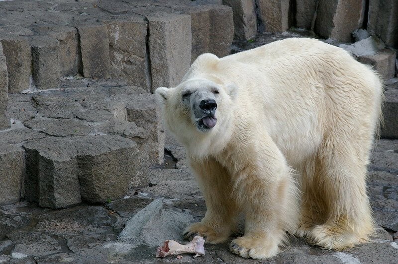 An example of an animal being abused in a zoo - a polar bear in Ueno Zoo, Tokyo, in summer