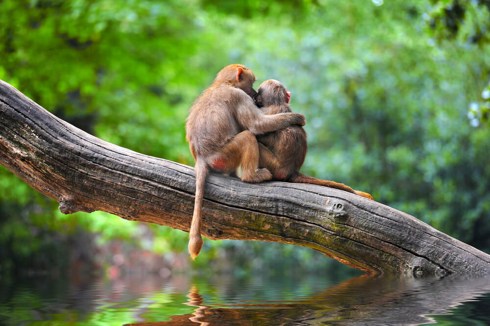 Two monkeys at a zoo cuddling