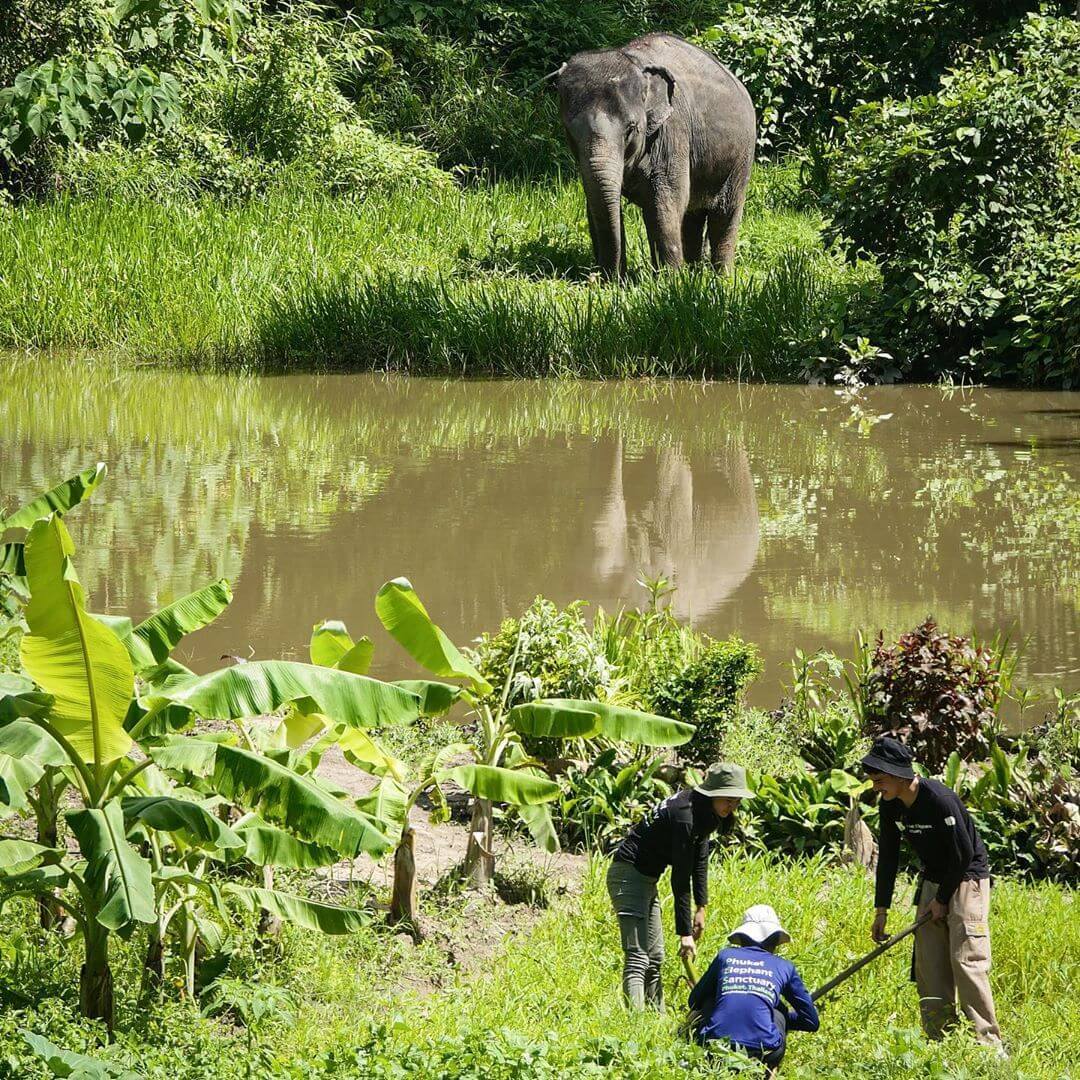 Volunteering ethical tourists at Phuket Elephant Sanctuary - elephant tourism in Thailand