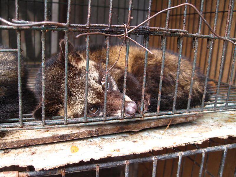 A caged civet being farmed for the making of kopi luwak coffee