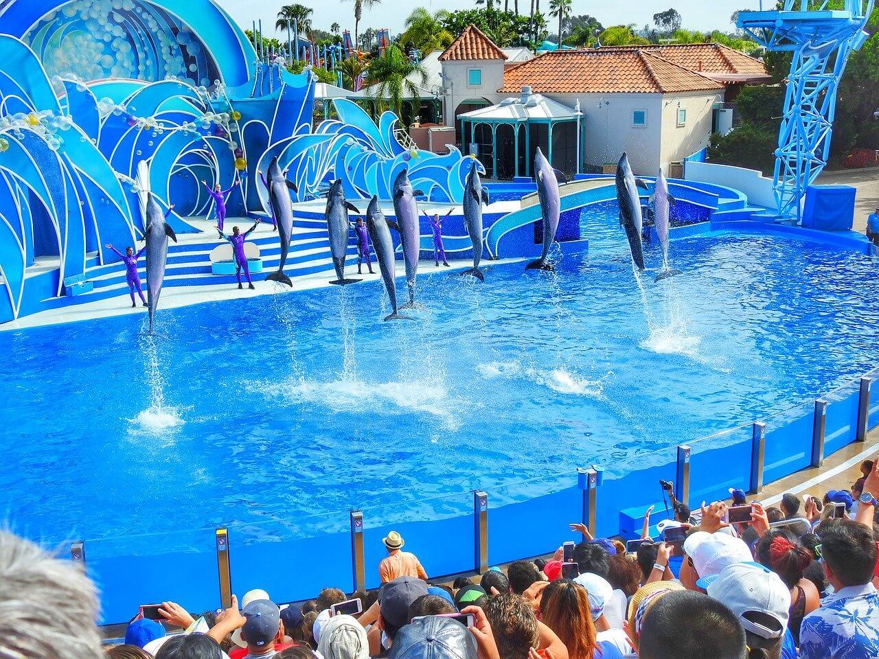 Performing dolphins at Sea World - animal abuse in entertainment for tourism