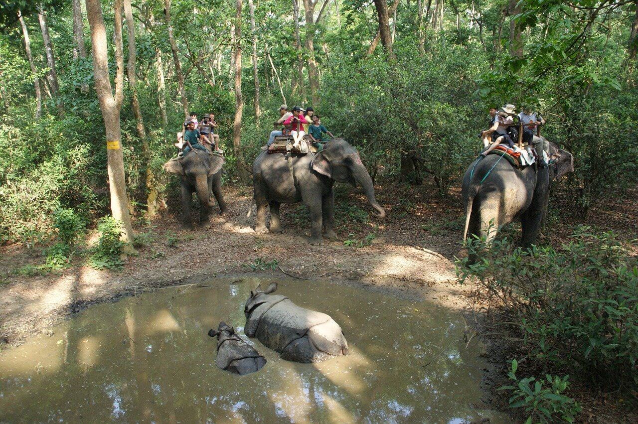 An elephant safari in Nepal displaying animal abuse in tourism