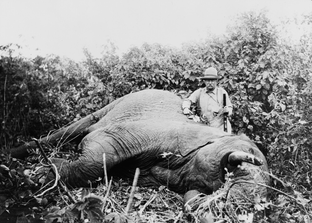 Teddy Roosevelt with a dead elephant while trophy hunting in Africa