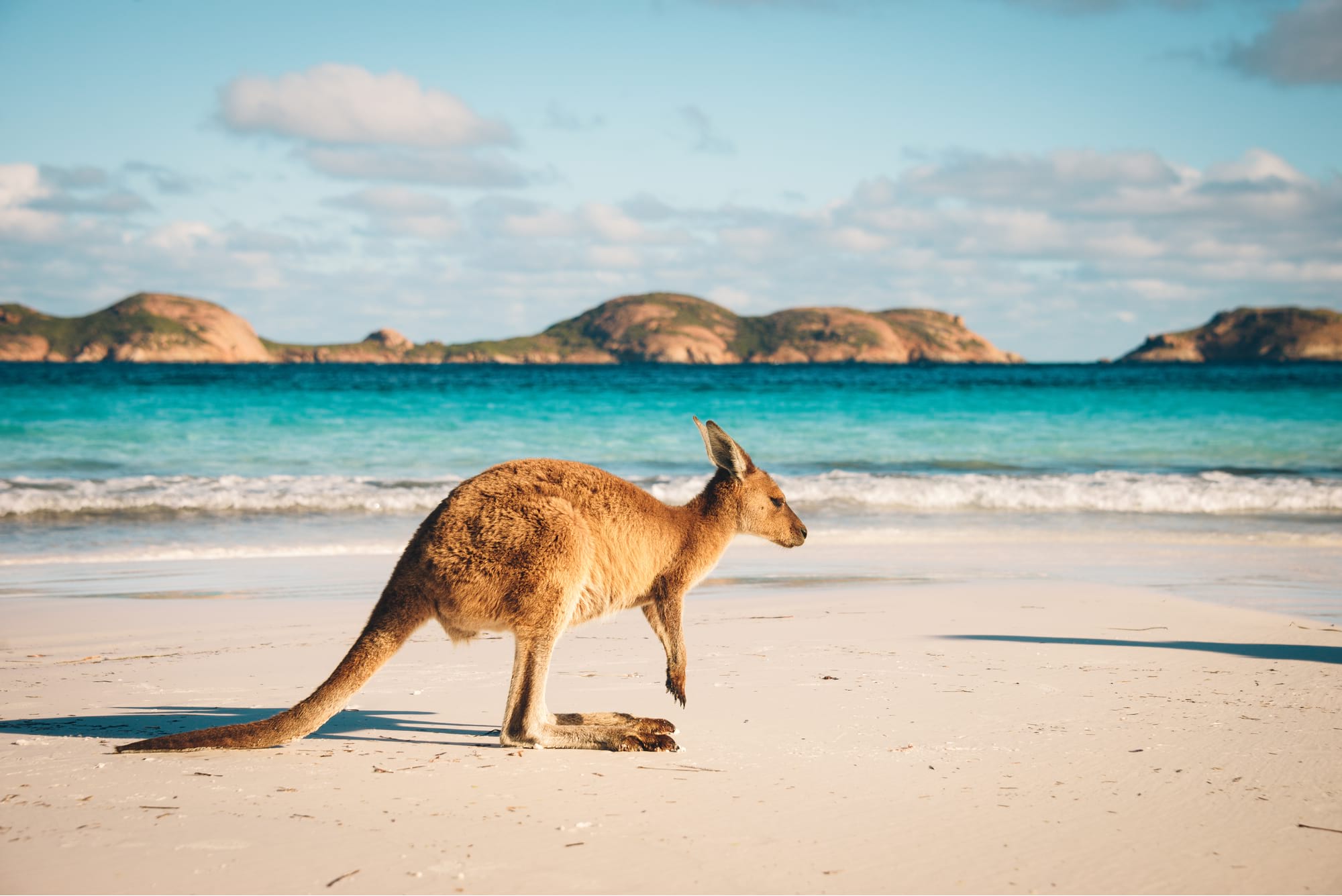 A kangaroo on a coastal Australian national park beach