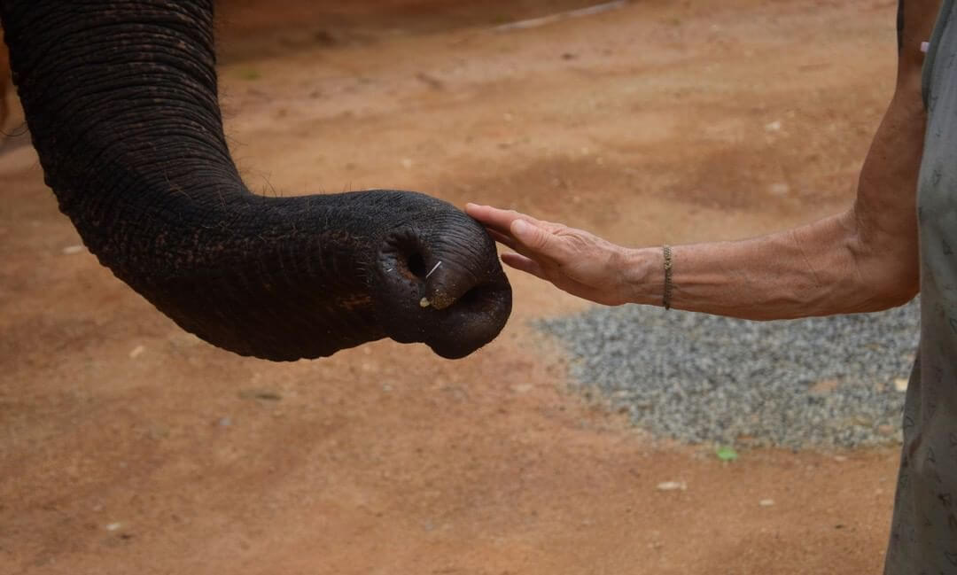 Stop Abuse in the Elephant Tourism