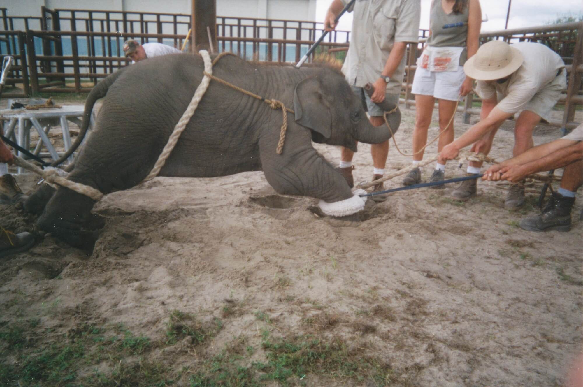 Stop Abuse in the Elephant Tourism