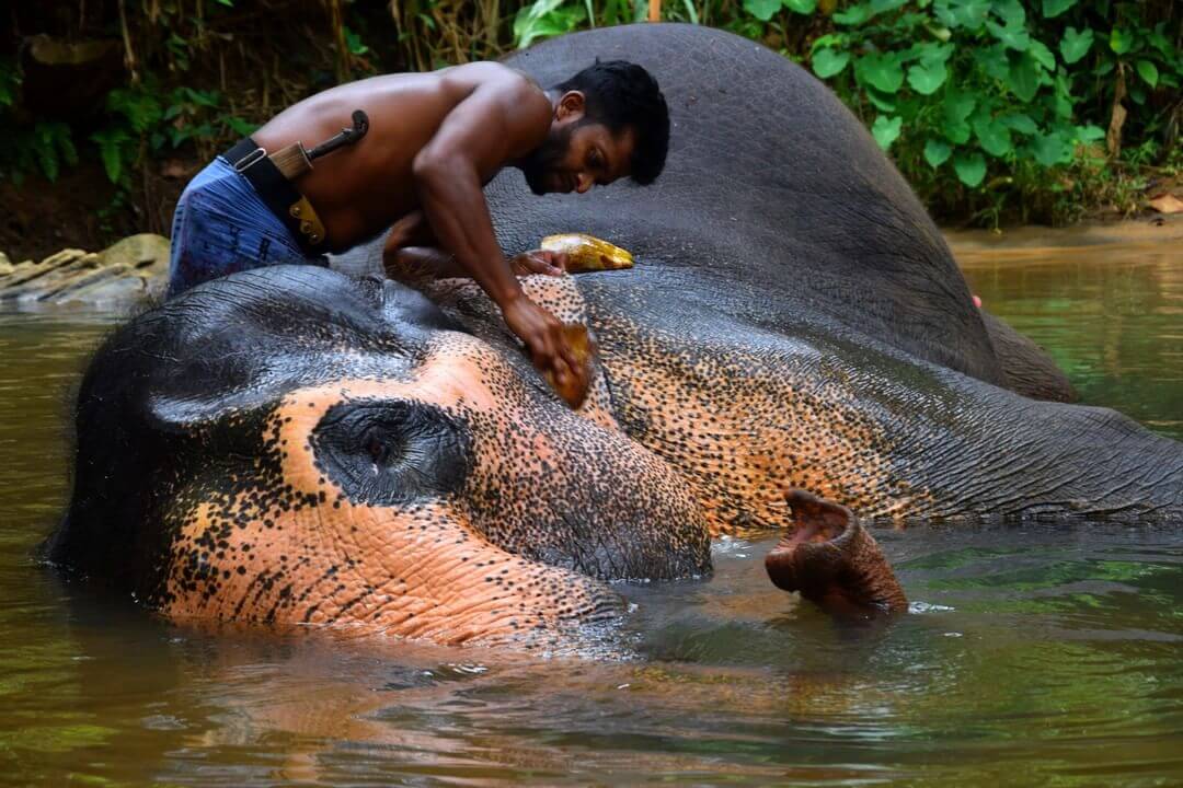 Stop Abuse in the Elephant Tourism