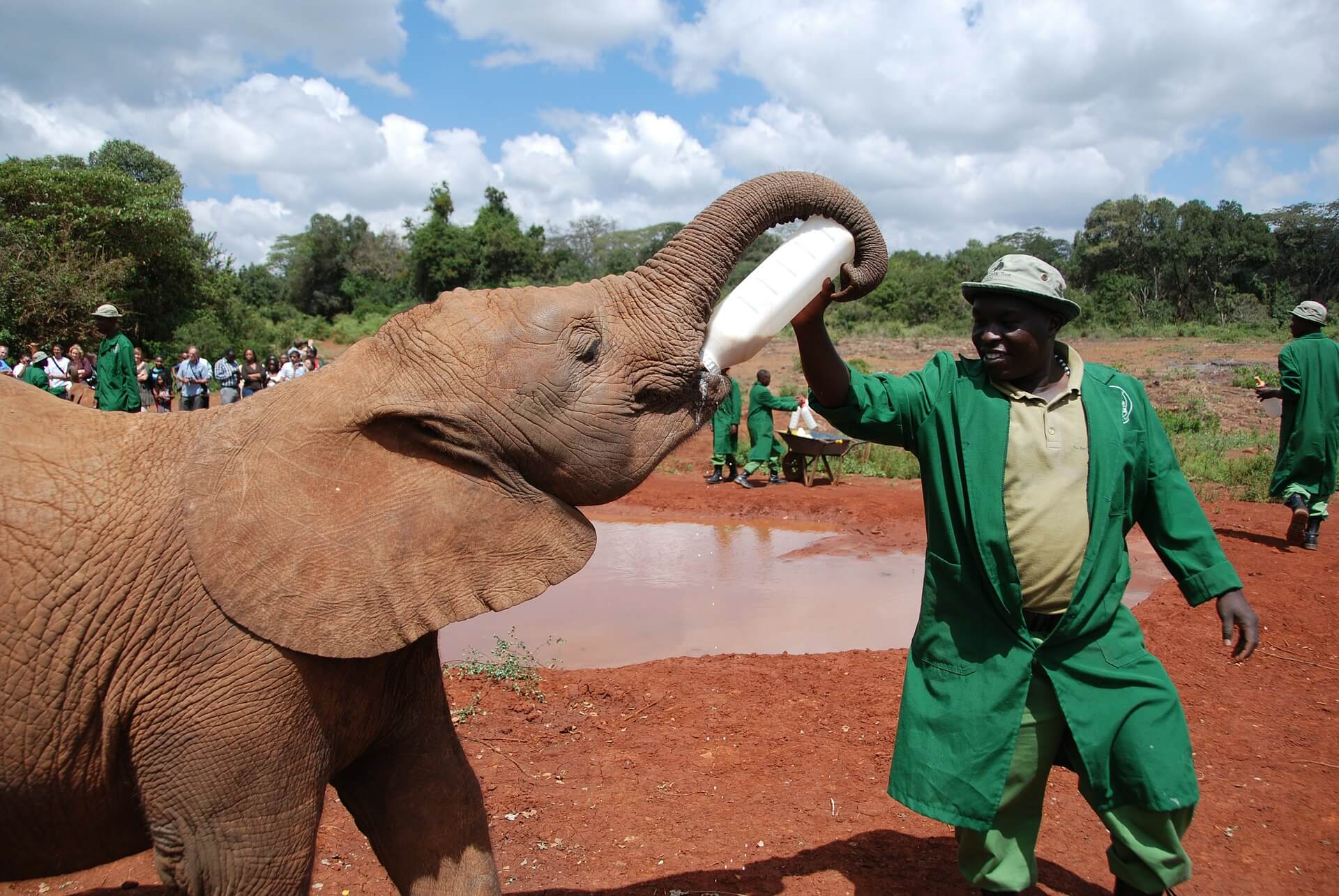 Mahout feeding an elephant - ethical interaction in the elephant tourism industry