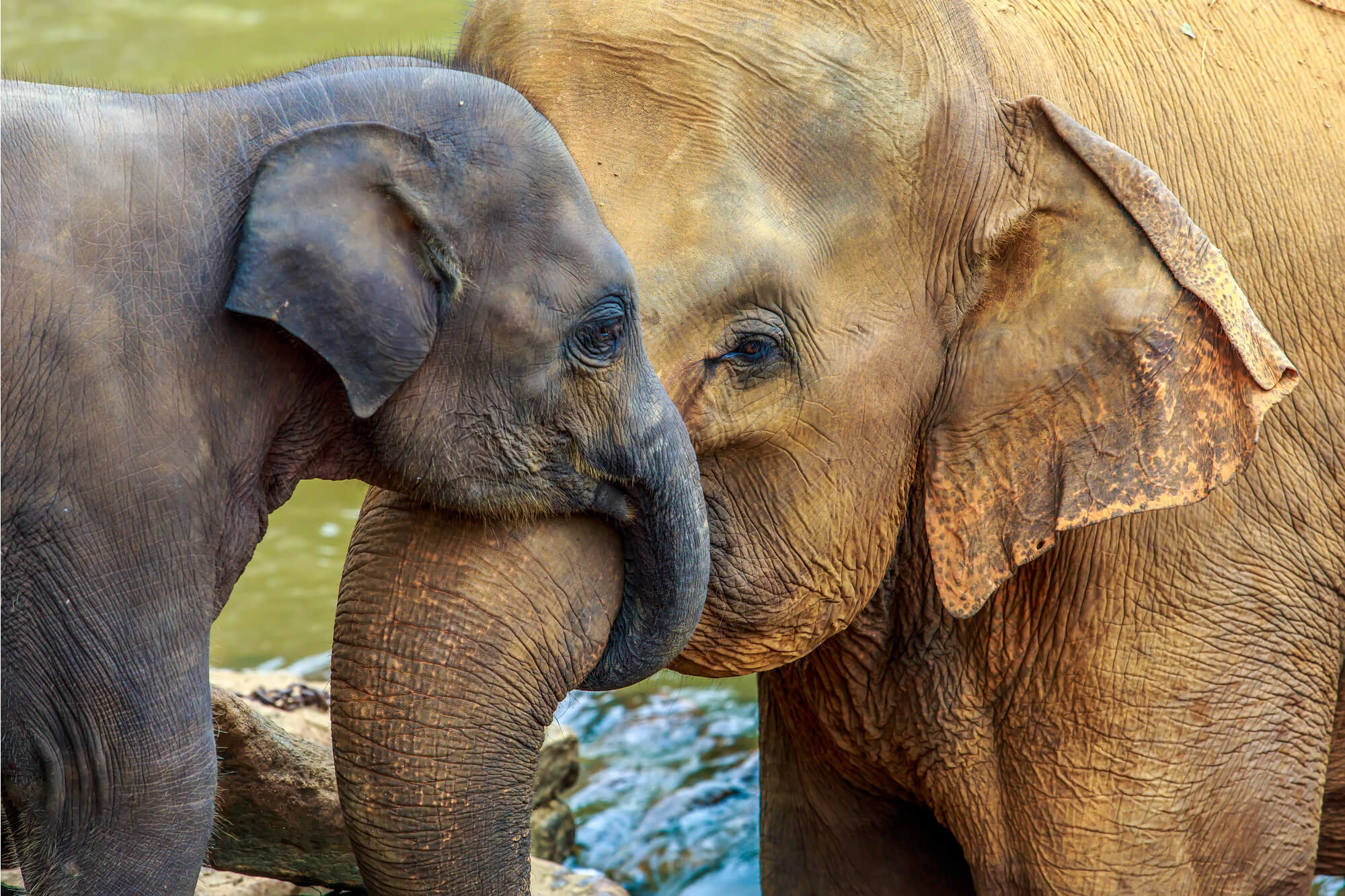 A pair of elephants in a sanctuary in Southeast Asia cuddling