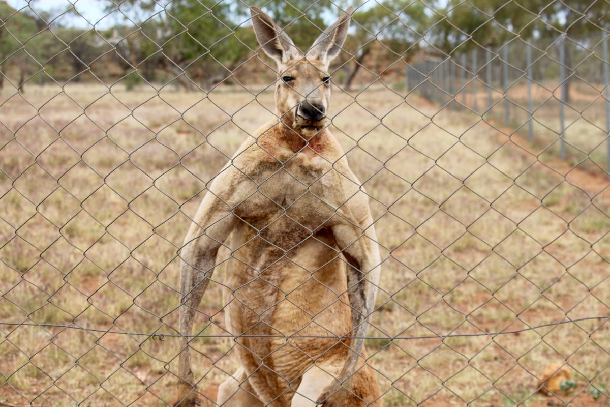 A kangaroo flexes while backpacking Australia